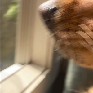 Meet your Posher, Abby